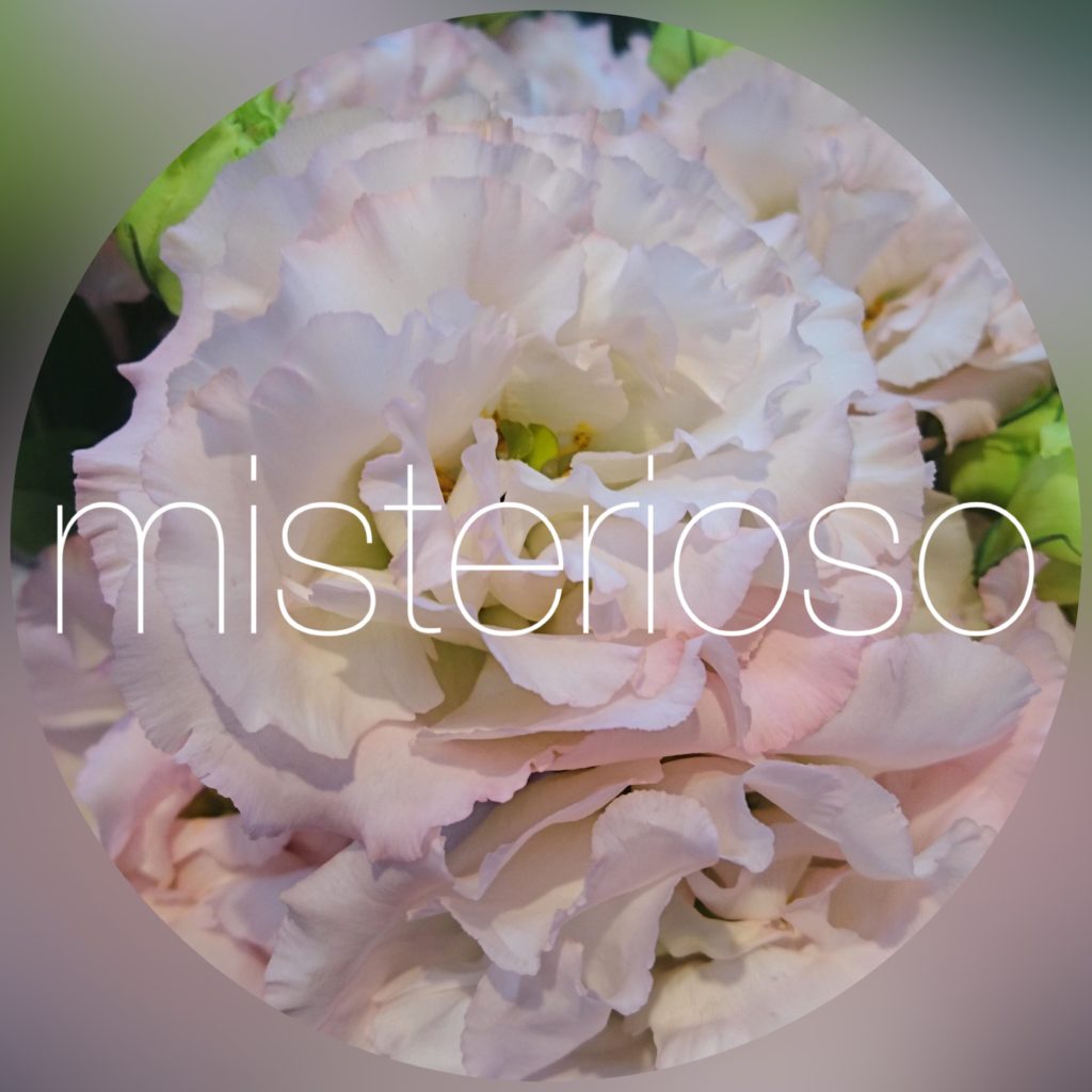 シュレムライトピンク Misterioso 花の品種検索