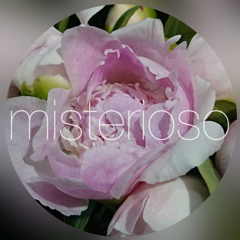 シャクヤク 芍薬 ピンク Misterioso 花の品種検索