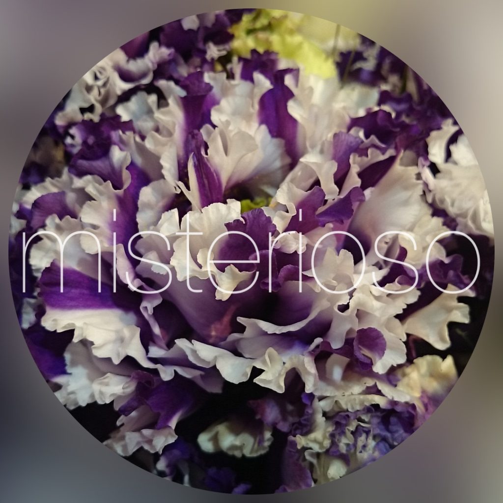 World Flo ページ 237 Misterioso 花の品種検索