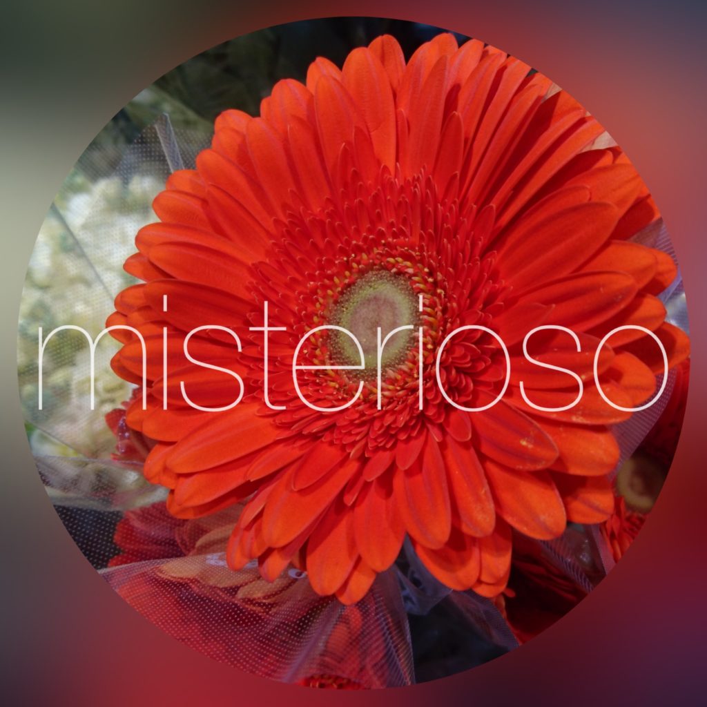 ガーベラ 大輪 Misterioso 花の品種検索