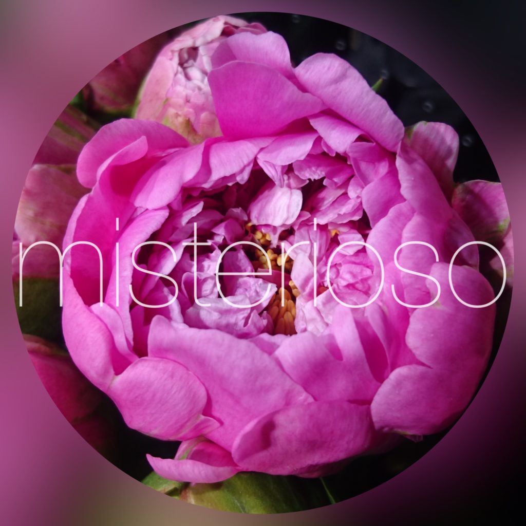 シャクヤク 芍薬 ピンク ページ 4 Misterioso 花の品種検索