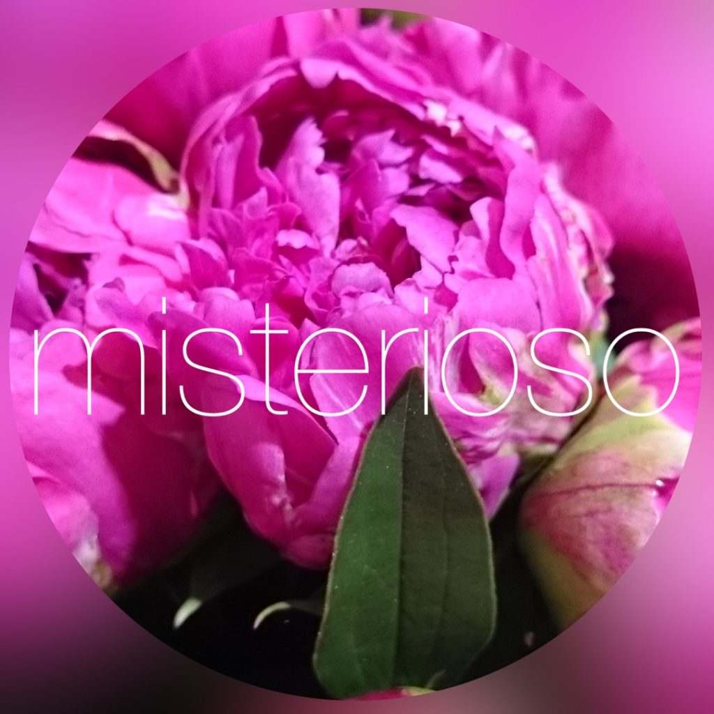 シャクヤク 芍薬 ピンク Misterioso 花の品種検索