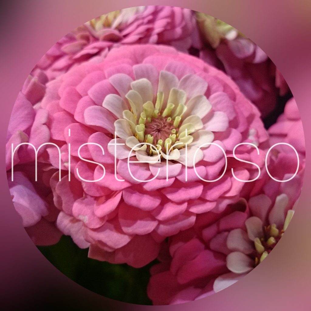 キャンディポップピンク Misterioso 花の品種検索