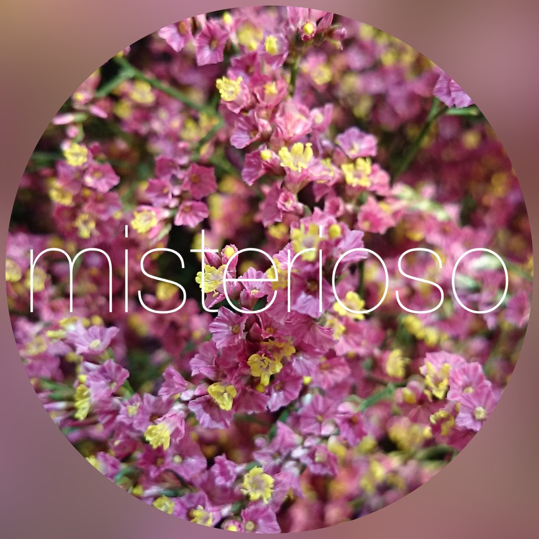 スターチス H Bスターチス Misterioso 花の品種検索