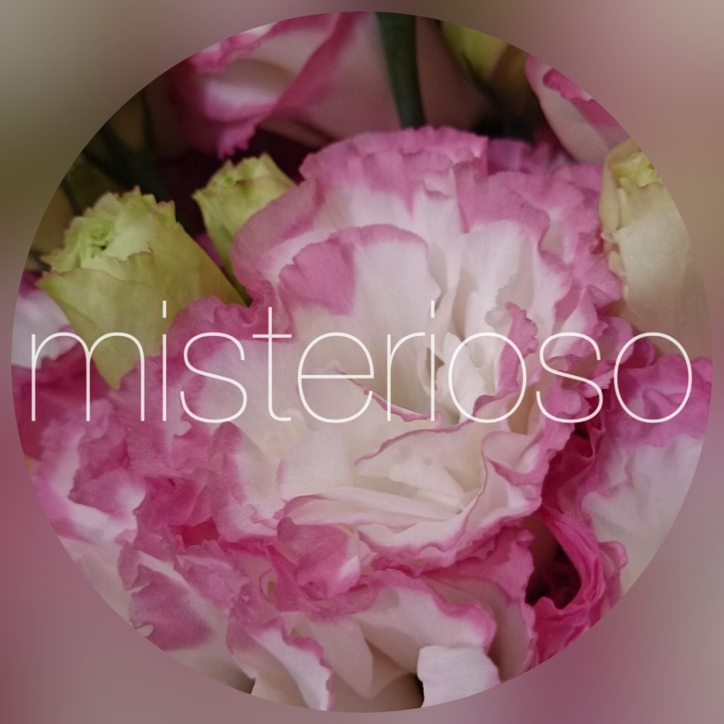トルコキキョウ ピンク Misterioso 花の品種検索