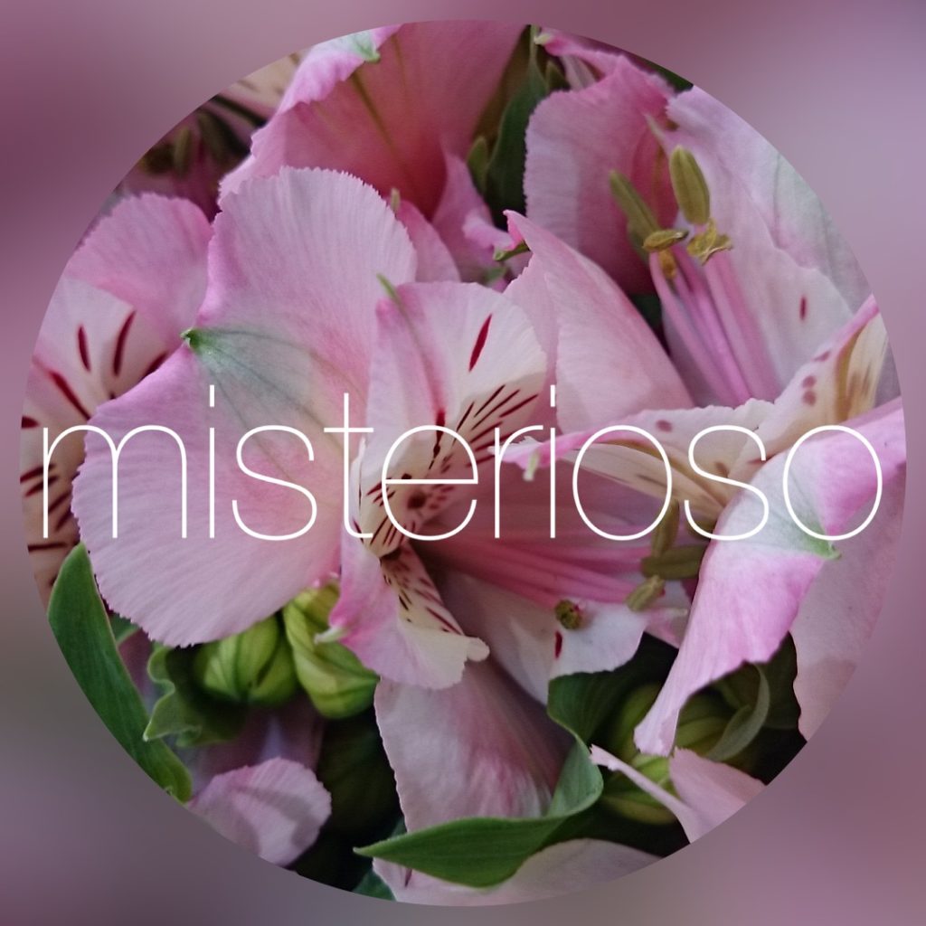 ピンクパフェ Misterioso 花の品種検索