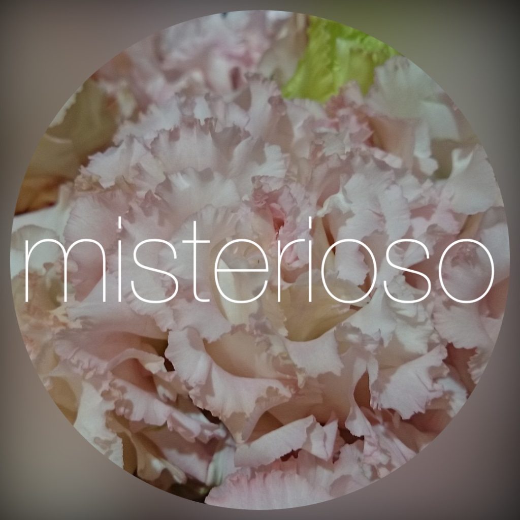 Nf秋ピンク Misterioso 花の品種検索