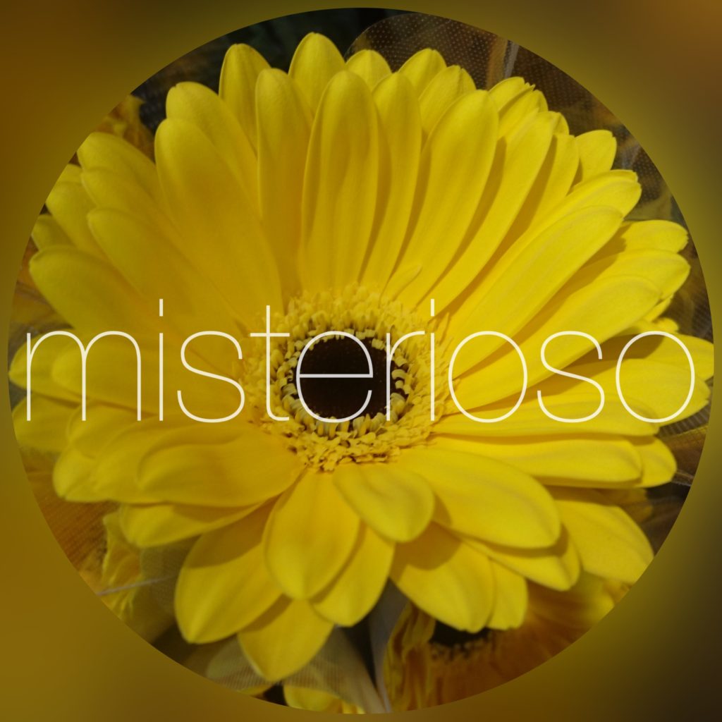 ガーベラ 大輪 Misterioso 花の品種検索