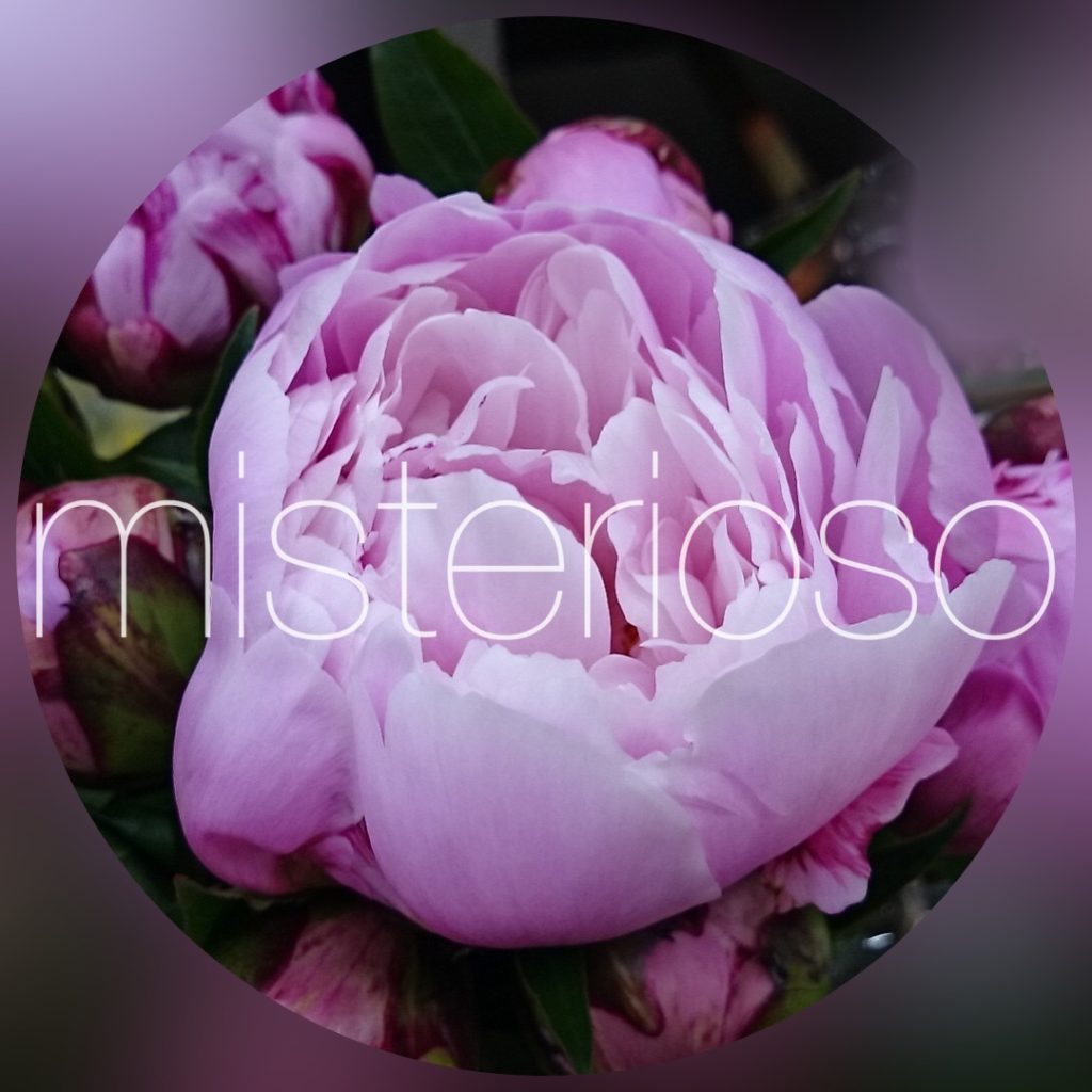 シャクヤク 芍薬 ピンク Misterioso 花の品種検索