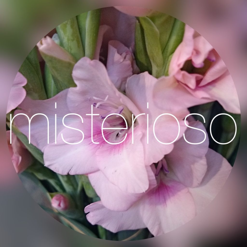 グラジオラス Misterioso 花の品種検索