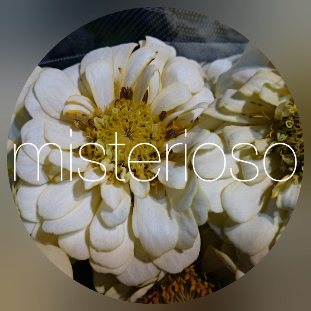 ジニア Misterioso 花の品種検索