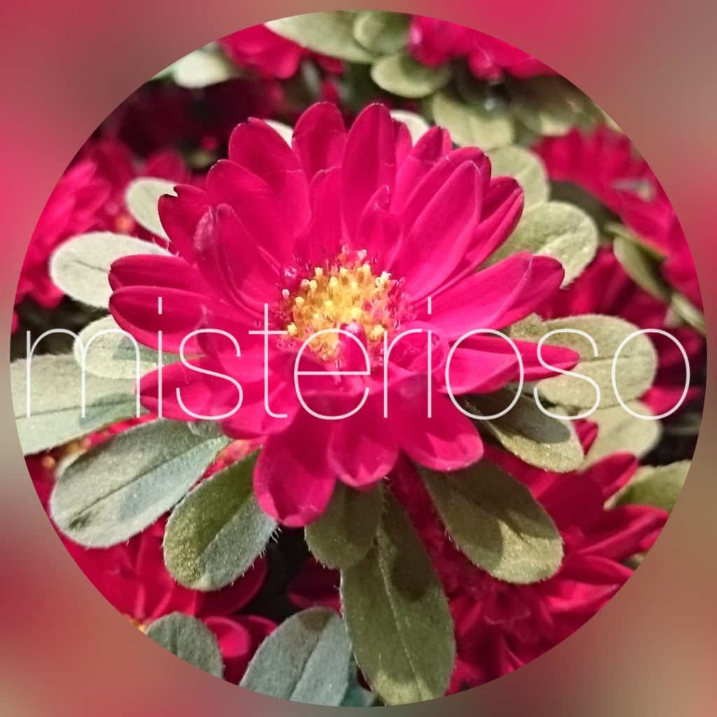 ステラレッド Misterioso 花の品種検索