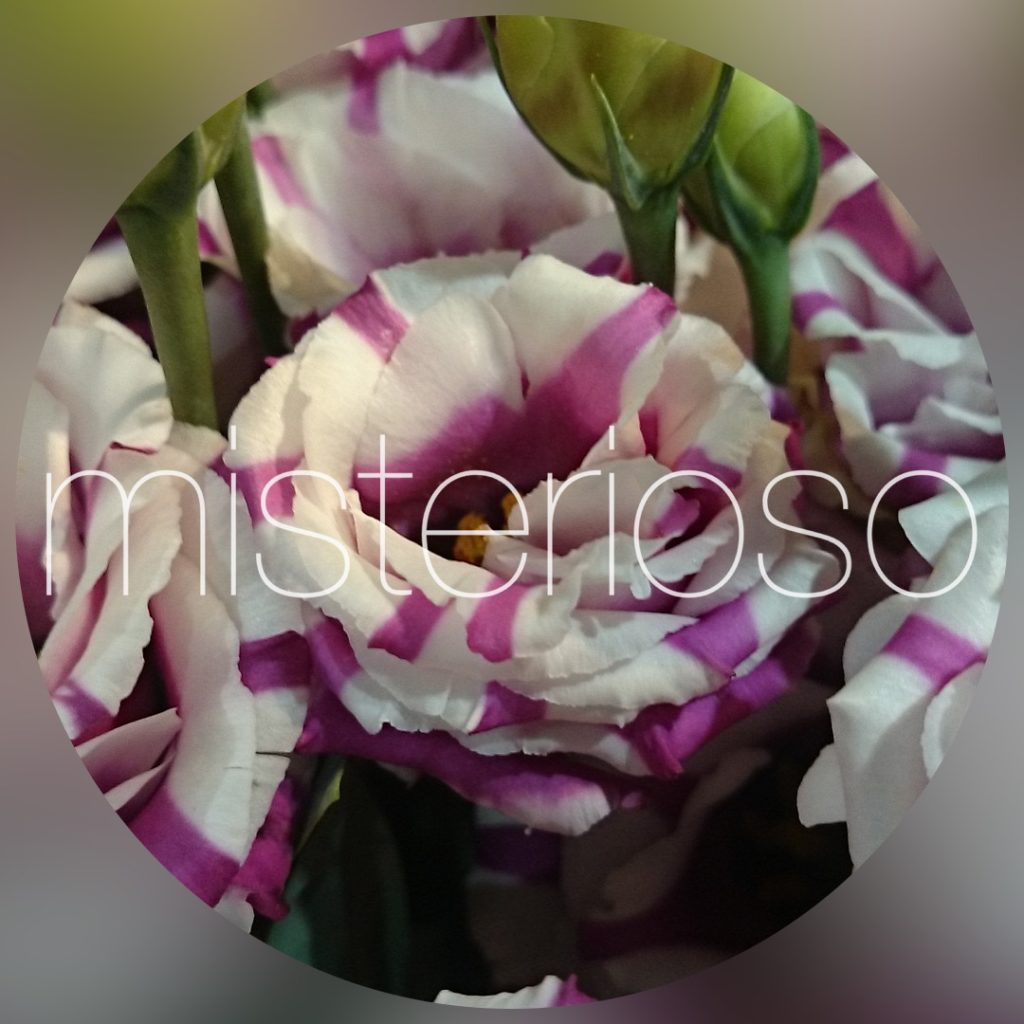 トルコキキョウ レッド Misterioso 花の品種検索