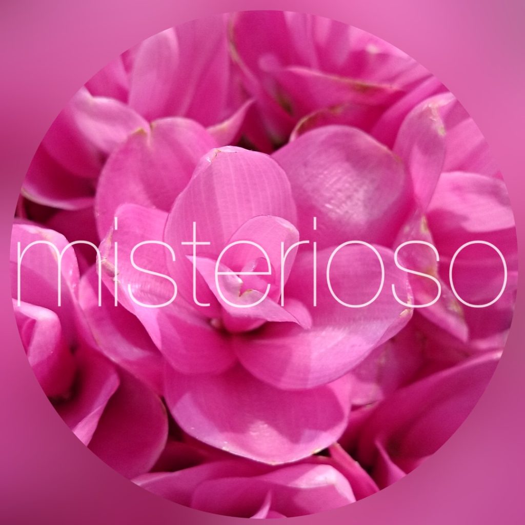 クルクマ Misterioso 花の品種検索 クルクマ Misterioso 花の品種検索