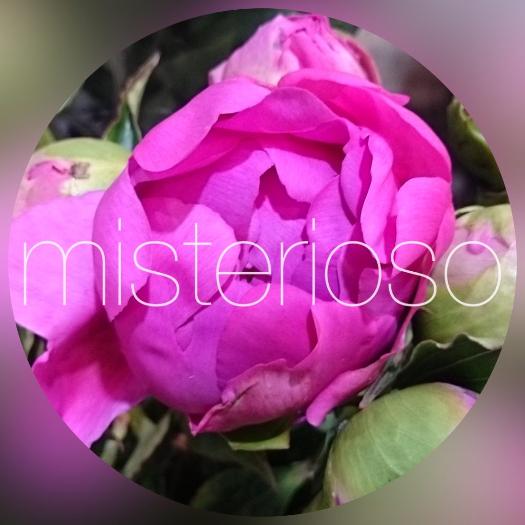 シャクヤク 芍薬 ピンク Misterioso 花の品種検索