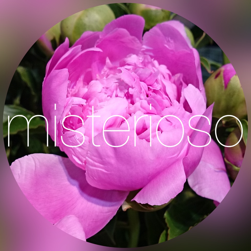 シャクヤク 芍薬 ピンク Misterioso 花の品種検索