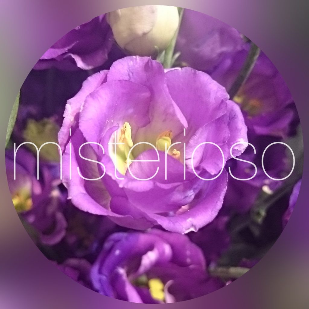 ページ 258 Misterioso 花の品種検索