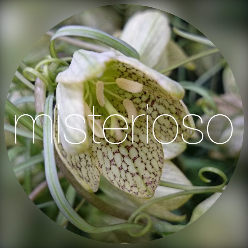 ユリ 鉄砲その他百合 Misterioso 花の品種検索