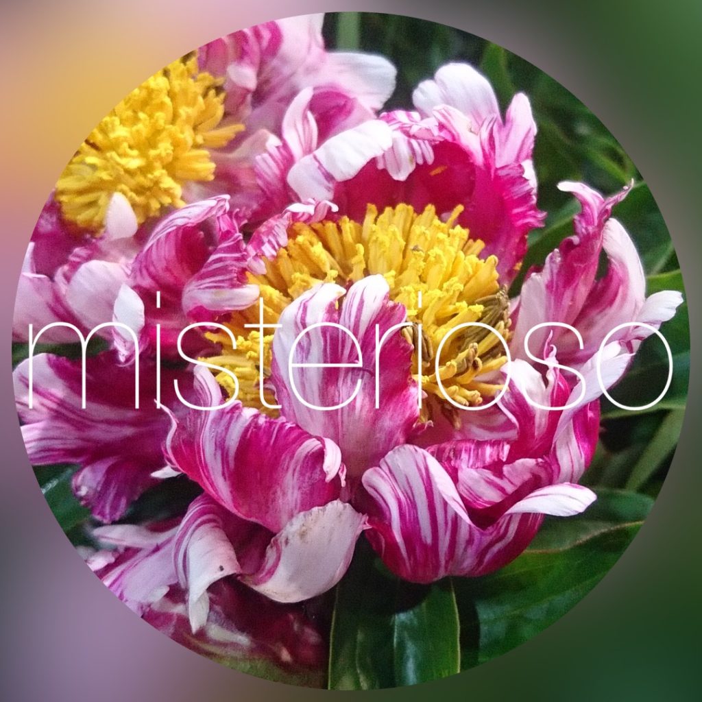 シャクヤク 芍薬 複色 その他 Misterioso 花の品種検索