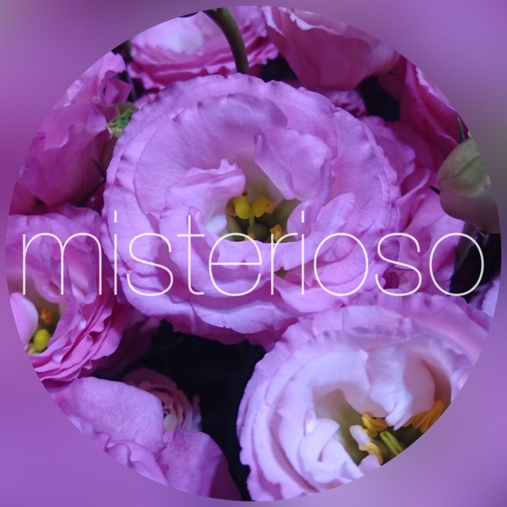 トルコキキョウ ピンク Misterioso 花の品種検索