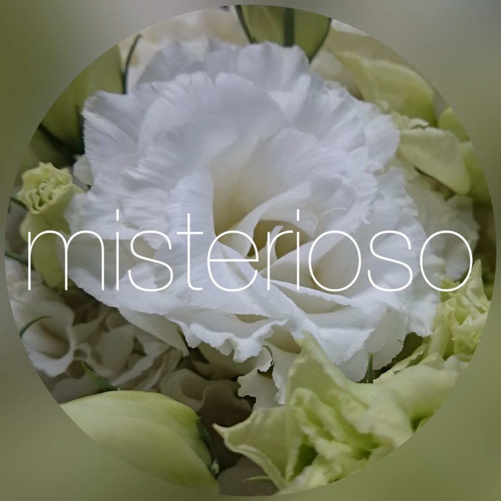 キングオブスノープレミアム Misterioso 花の品種検索