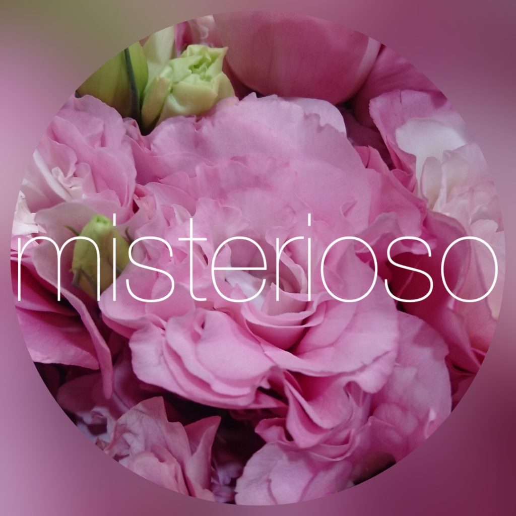 トルコキキョウ ピンク ページ 3 Misterioso 花の品種検索