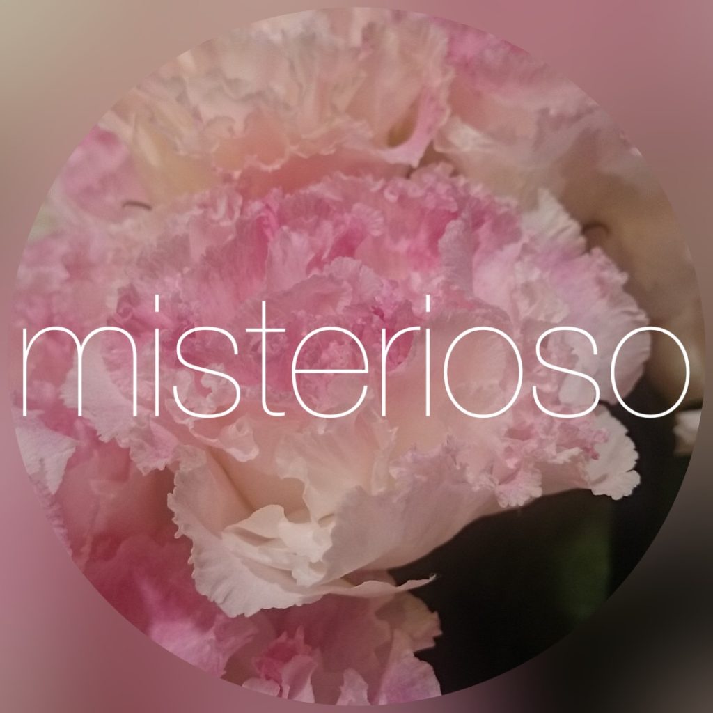 フリンジピンクフラッシュ Misterioso 花の品種検索