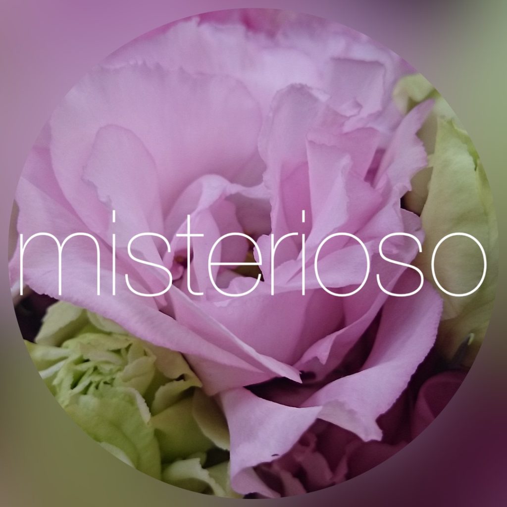 トルコキキョウ ピンク ページ 3 Misterioso 花の品種検索