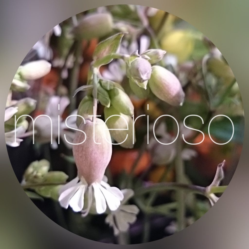 ブルガリス Misterioso 花の品種検索