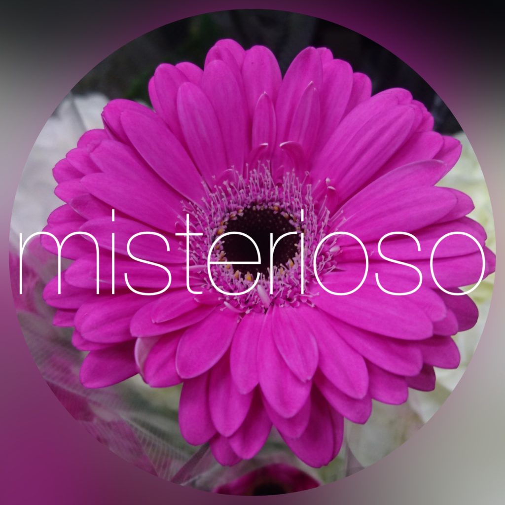 ガーベラ ミニ Misterioso 花の品種検索