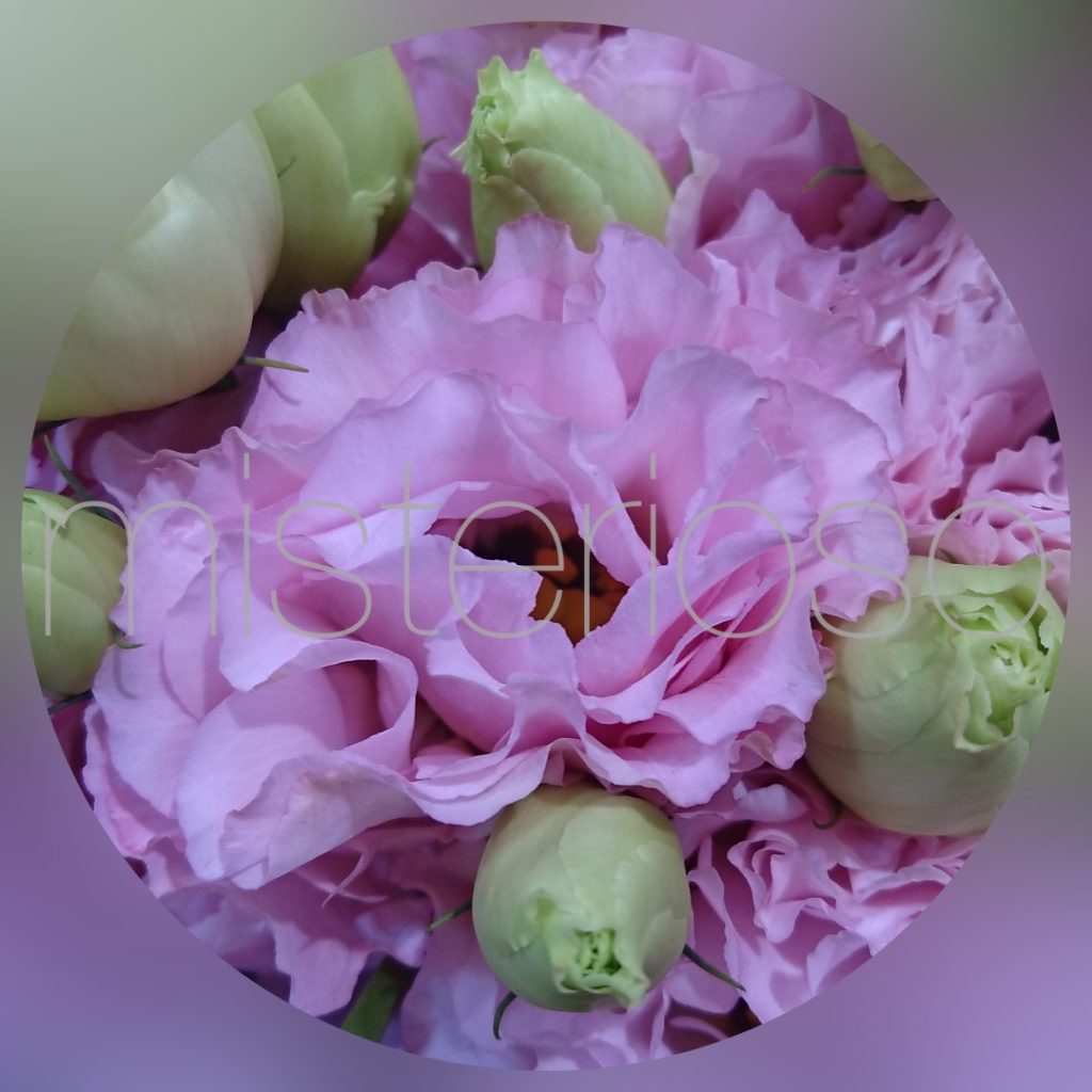 コハナライトピンク Misterioso 花の品種検索