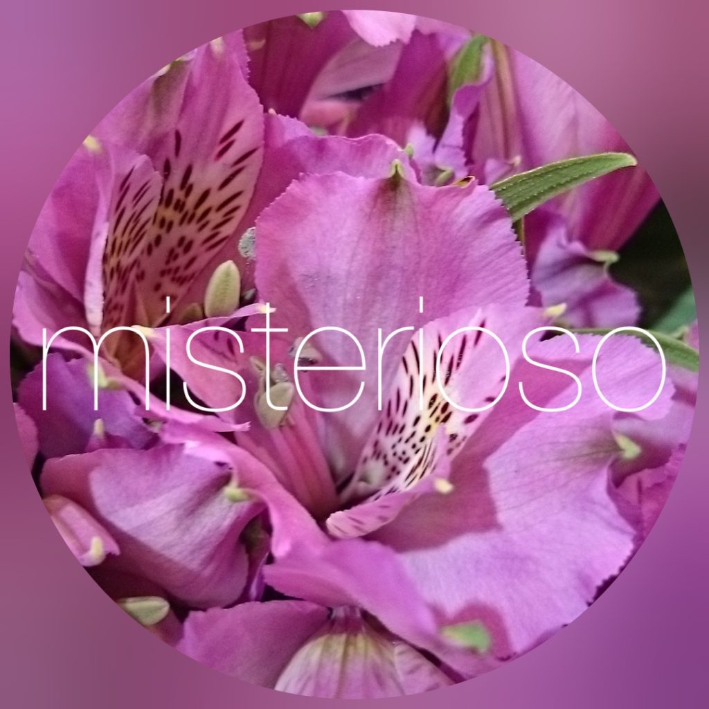 アルストロメリア ページ 3 Misterioso 花の品種検索