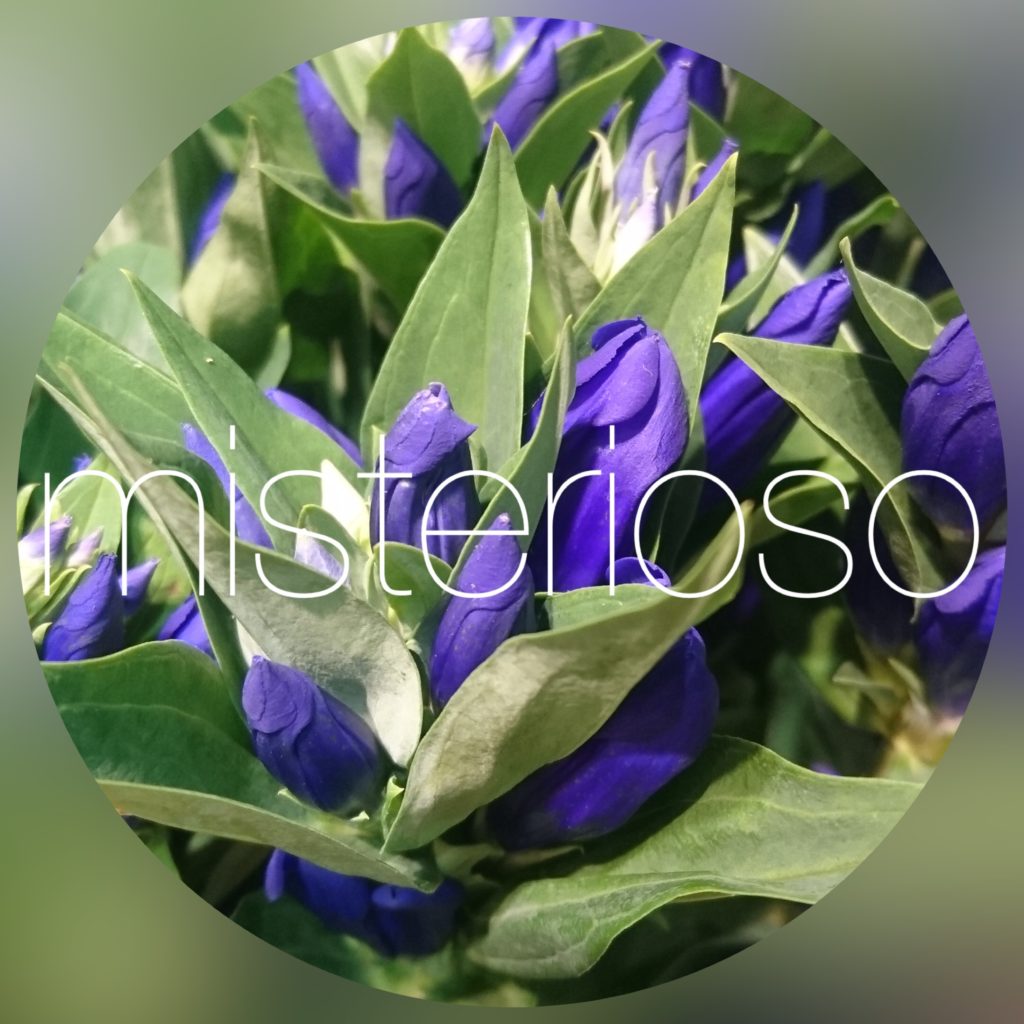 リンドウ 竜胆 Misterioso 花の品種検索