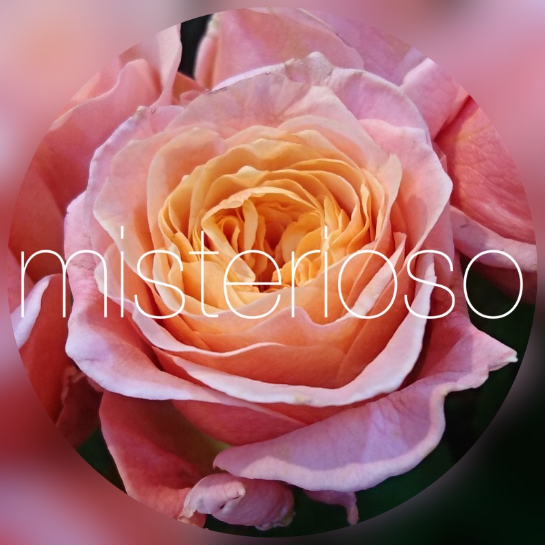 ヴィクトリアンシークレット – misterioso ～花の品種検索～