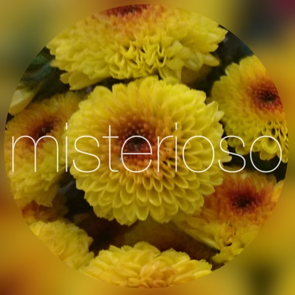 カリメロシャイニー Misterioso 花の品種検索