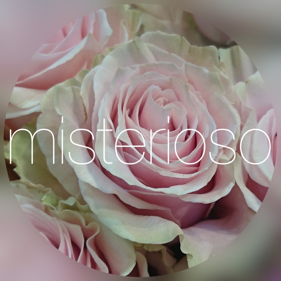 ピンクモンディアル Misterioso 花の品種検索