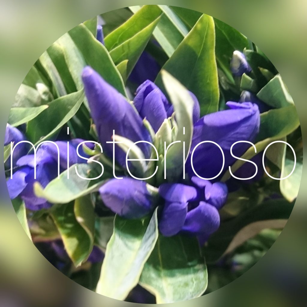 リンドウ 竜胆 Misterioso 花の品種検索