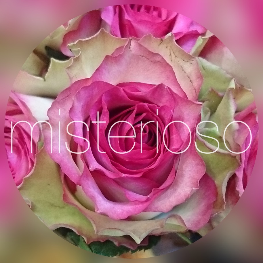 モニーク Misterioso 花の品種検索