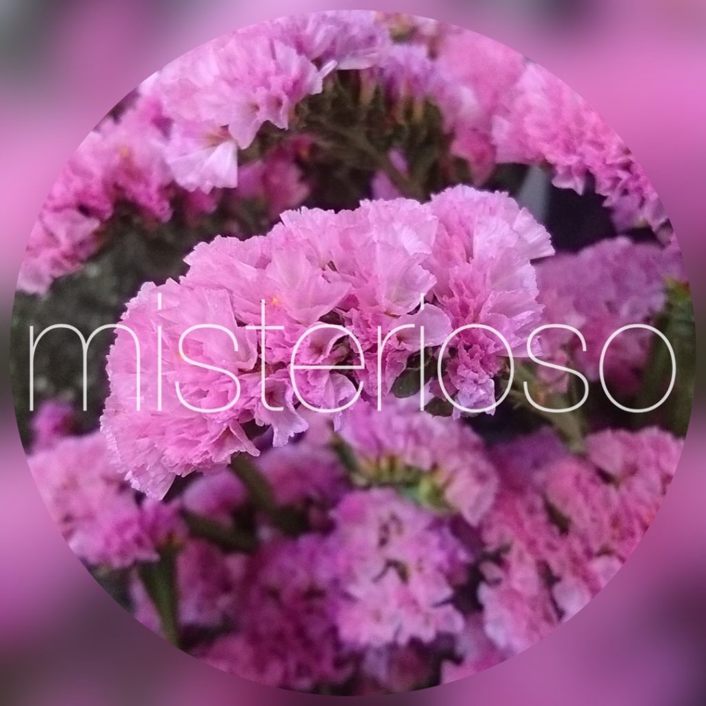 スターチス Misterioso 花の品種検索