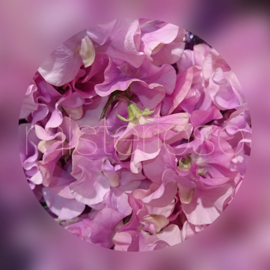 藤紫 Misterioso 花の品種検索