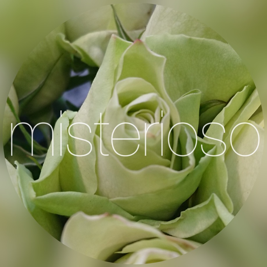 ウェディングベル Misterioso 花の品種検索