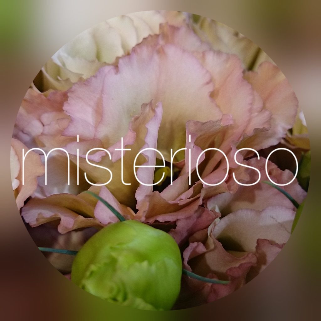 トルコキキョウ ページ 9 Misterioso 花の品種検索