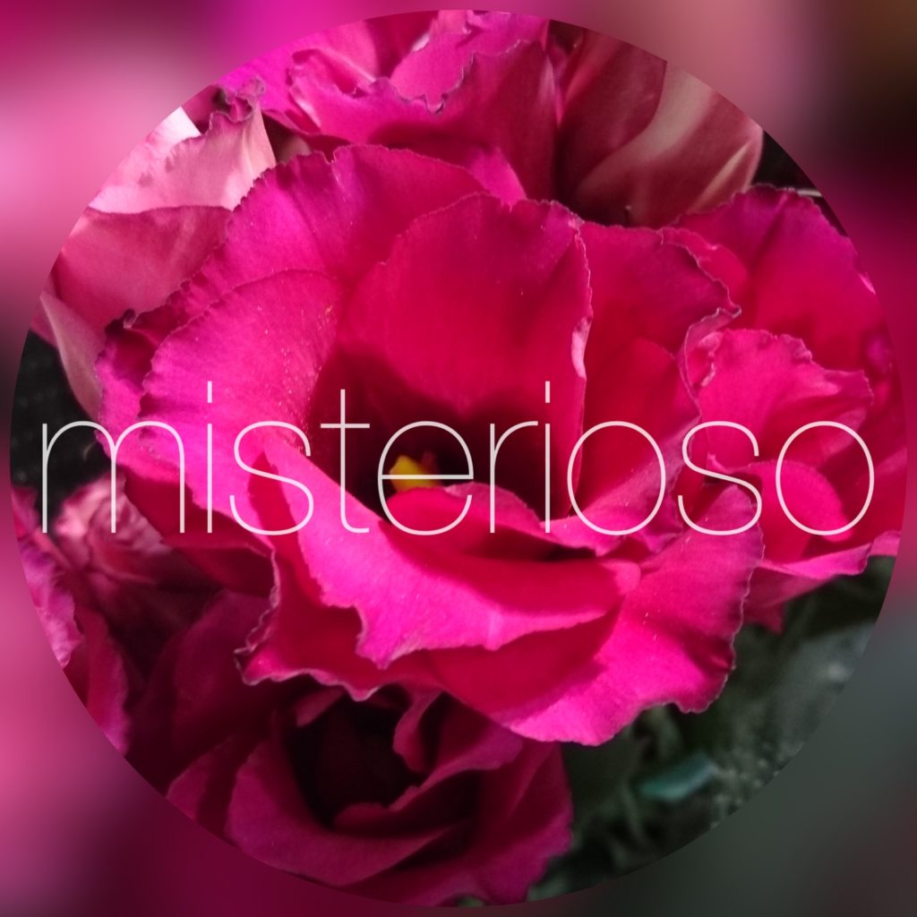 トルコキキョウ レッド Misterioso 花の品種検索