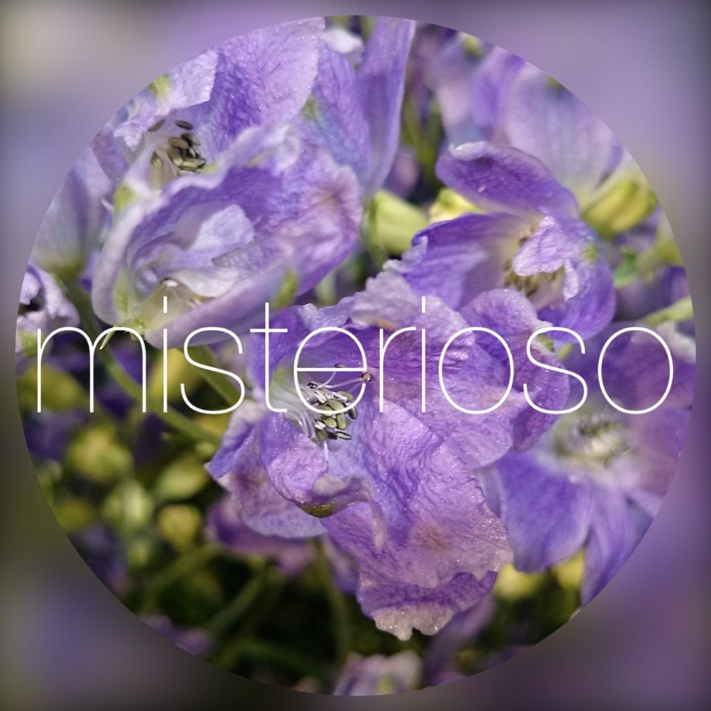 デルフィニューム シネンシス Misterioso 花の品種検索