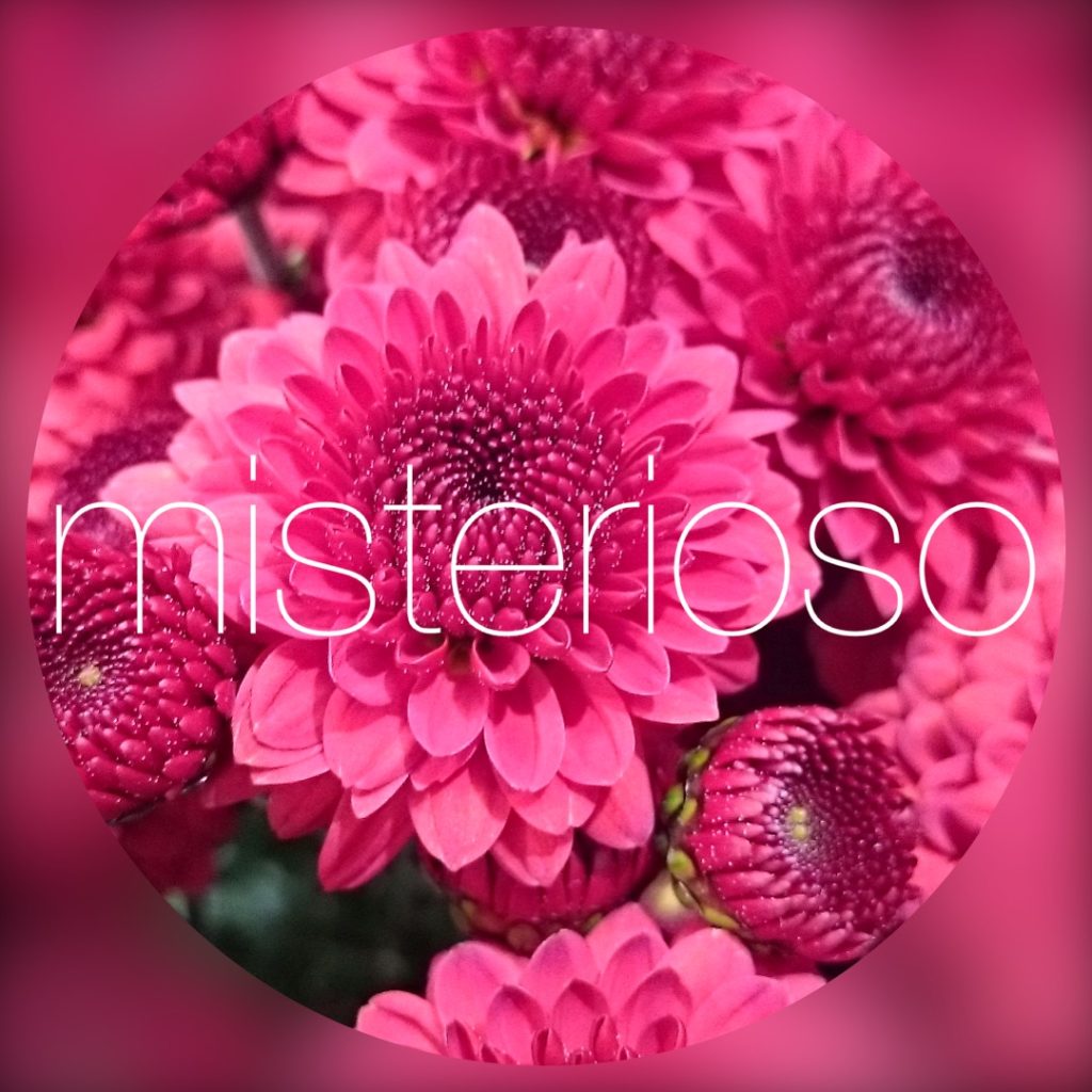 マム Spマム レッド Misterioso 花の品種検索