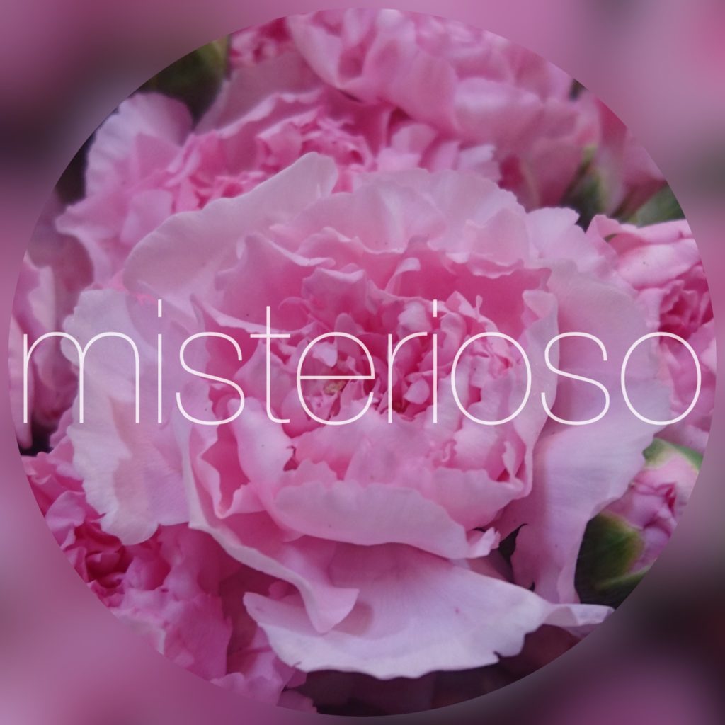 ラグジュアライトピンク Misterioso 花の品種検索