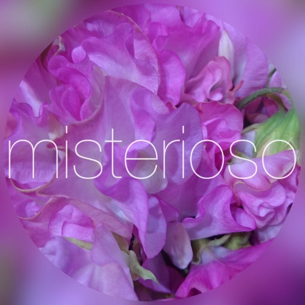 スイートピー ピンク Misterioso 花の品種検索