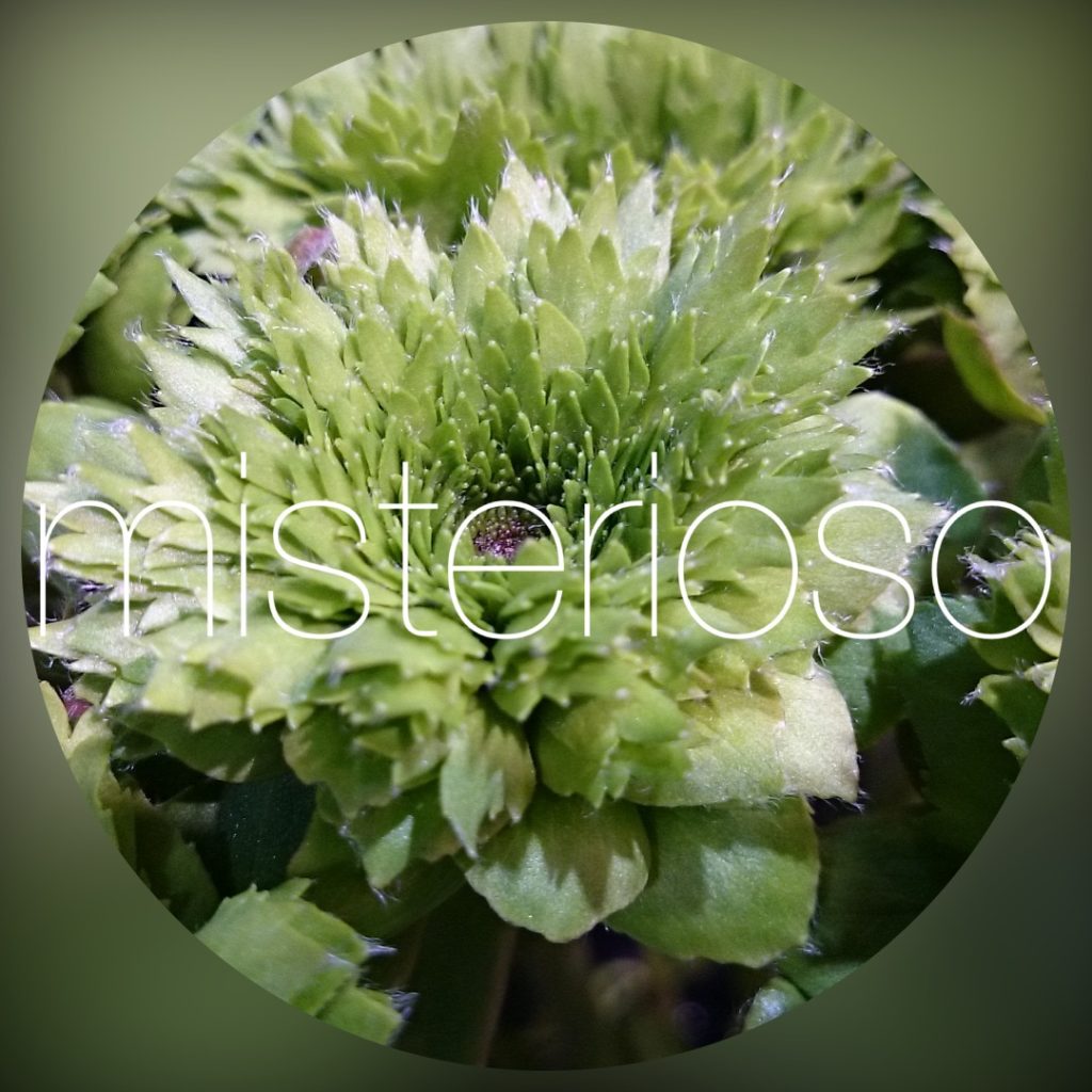 ラナンキュラス グリーン Misterioso 花の品種検索