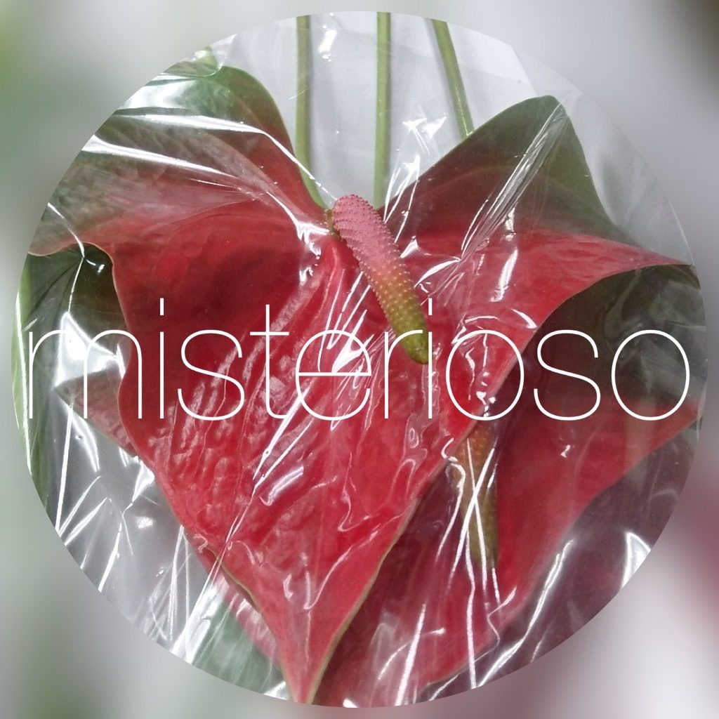 アンスリューム Misterioso 花の品種検索