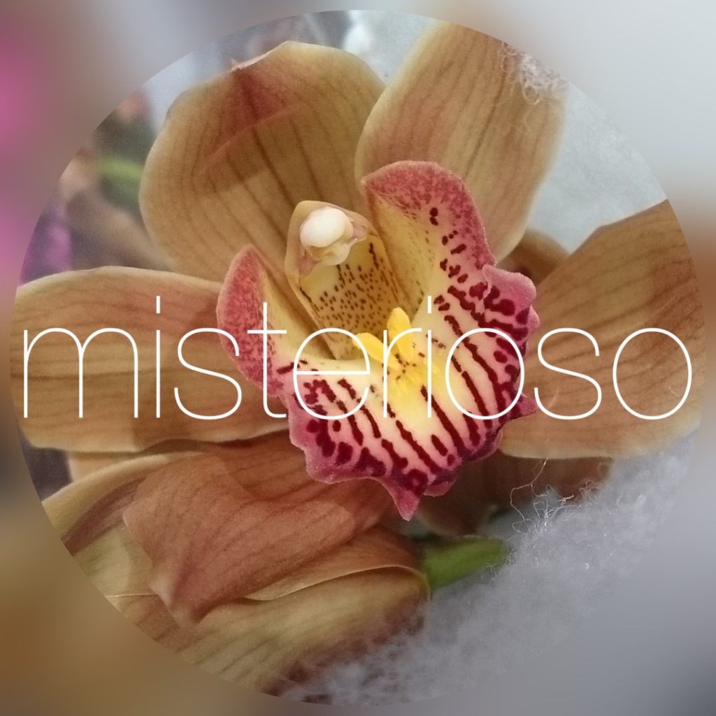 バーガンディシャトー – misterioso ～花の品種検索～